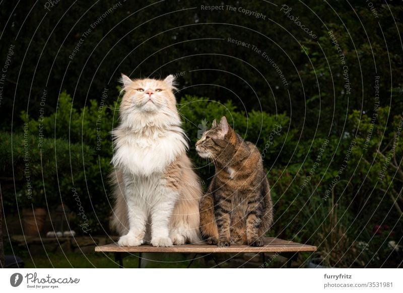 zwei verschiedene Katzenrassen, die nebeneinander auf einem Holztisch im Garten sitzen Rassekatze Haustiere Mischlingskatze Tabby Langhaarige Katze Maine Coon