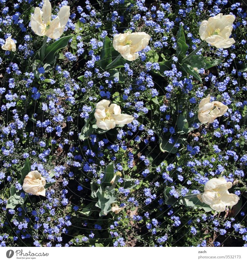 Tulpen und Vergissmeinnicht blühen in einem Beet Blume Blüte Pflanze weiß blau Blühend grün Sommer Garten Frühling Natur Wachstum Blumenwiese Vergißmeinnicht