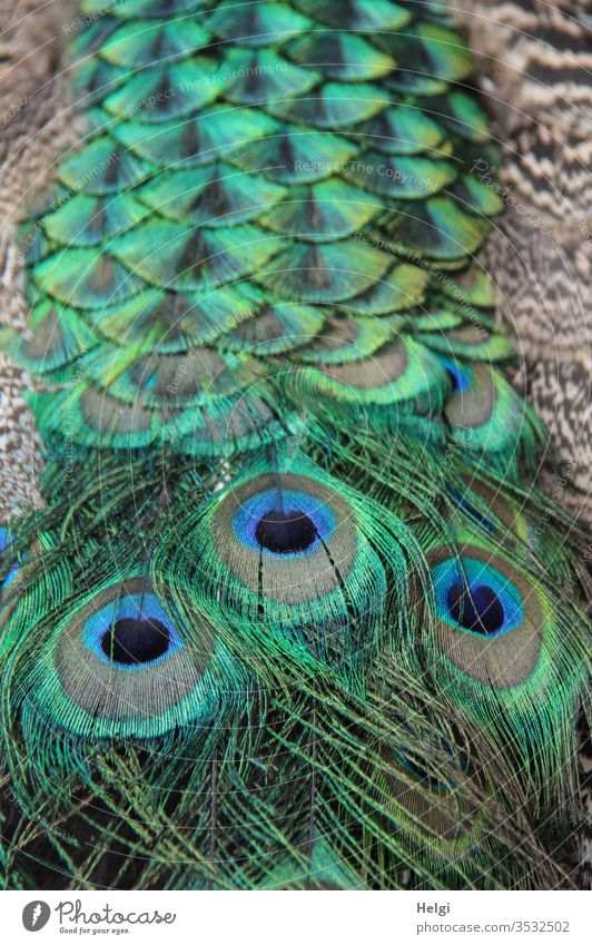 farbenprächtiges grün-blau-braunes Gefieder eines Pfaus - Detailaufnahme Pfauenfedern Vogel Tier Feder Auge Natur Muster Nahaufnahme Tierwelt mehrfarbig