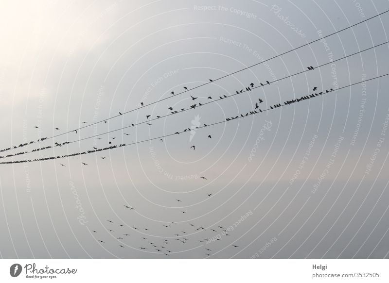 2300 | viele Stare sitzen in der Abendsonne auf mehreren Stromleitungen, einige fliegen umher Vögel Zugvögel Vogelzug Rast rasten Himmel Wolken Schwarm