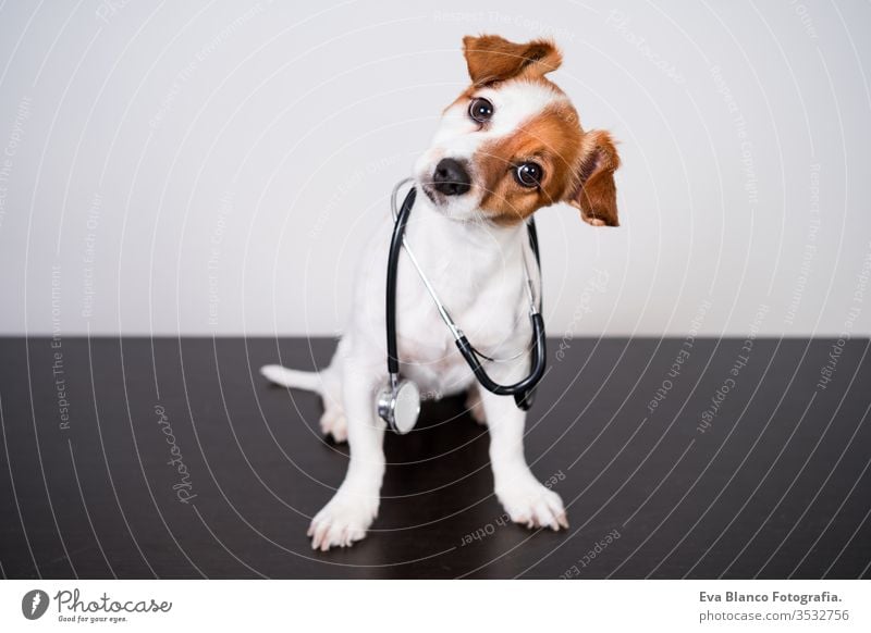 süßer Jack-Russell-Hund in der Tierklinik. Hält ein Stethoskop in der Hand. Veterinärmedizinisches Konzept jack russell Haustier Klinik Verletzung