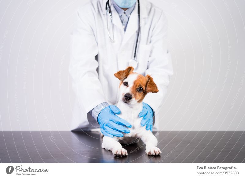 veterinärmediziner, der in der Klinik mit dem süßen kleinen Jack-Russell-Hund arbeitet. Trägt Schutzhandschuhe und Maske während der Quarantäne. Verwendung des stethoscope.pets healthcare