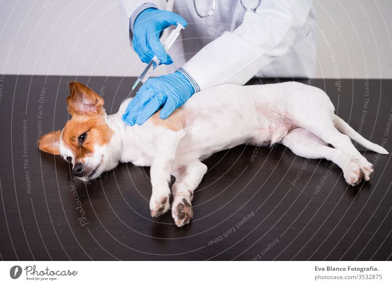 veterinärmediziner, der in der Klinik mit dem süßen kleinen Jack-Russell-Hund arbeitet. Trägt Schutzhandschuhe und Maske während der Quarantäne. Dem Hund eine Injektion geben.Gesundheitspflege für Haustiere