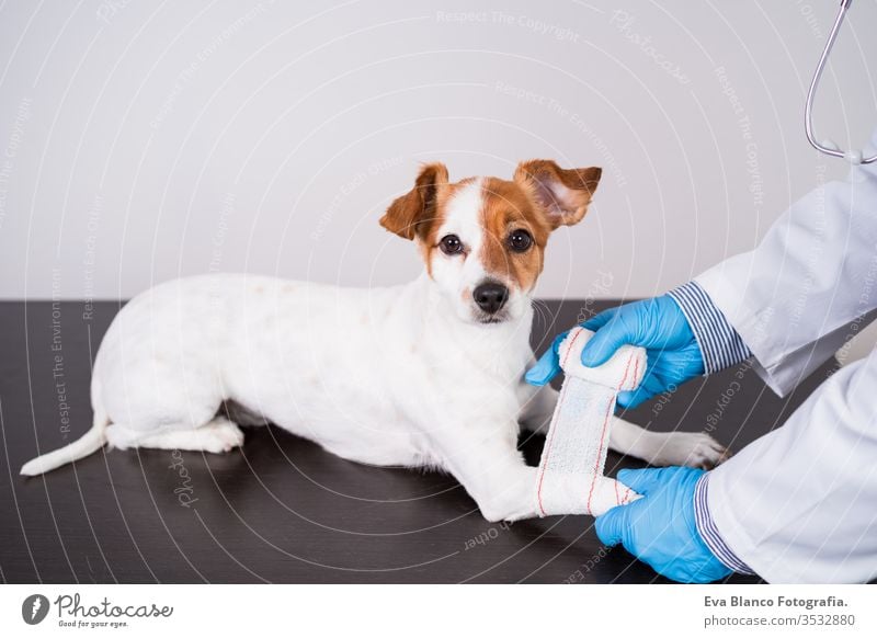 veterinärmediziner, der in der Klinik mit dem süßen kleinen Jack-Russell-Hund arbeitet. Trägt Schutzhandschuhe und Maske während der Quarantäne. Arzt, der die Pfoten bandagiert. Gesundheitspflege für Haustiere