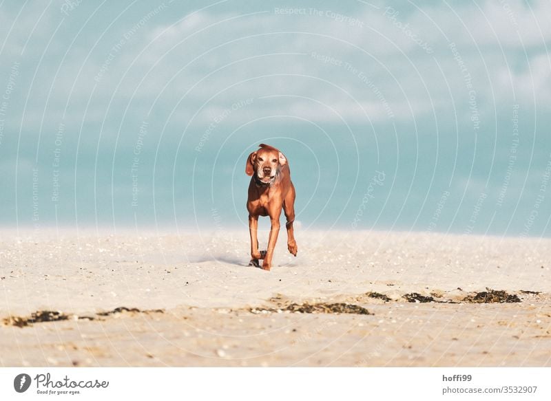 Hund am Strand rennt mit Ball zu Herrchen/Frauchen und will nur spielen groß Haustier Sand Tier Meer Welpe Reinrassig Freundschaft Sommer Spielen Glück Aktion