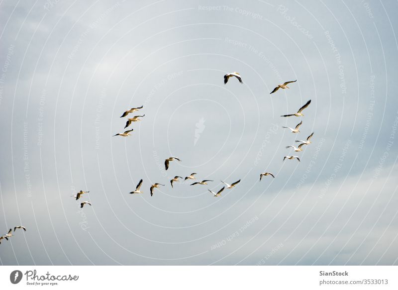 Scharen von Pelikanen fliegen in der Luft auf Griechenland weiß Silhouette Meer Vogel Fliege Natur Sonne Tier Norden Golf Hula braun groß Schwarm pelecanus