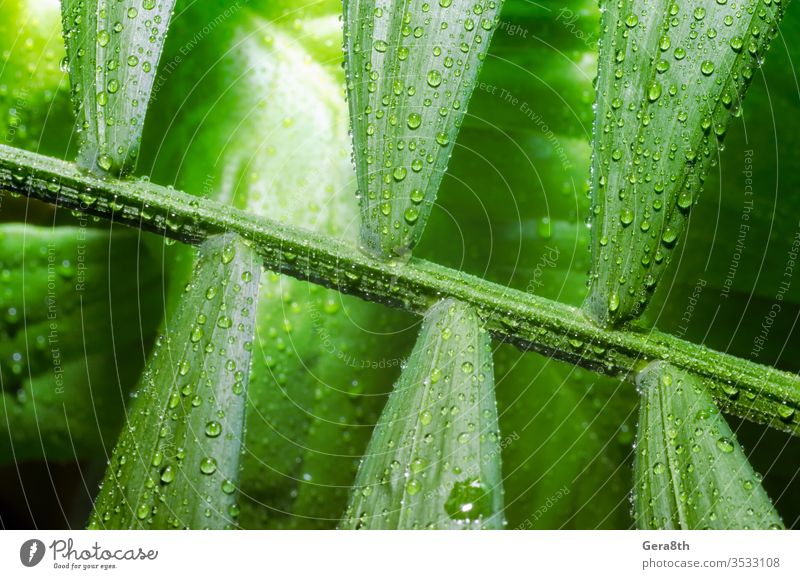 grünes Blatt einer tropischen Pflanze mit Tautropfen aus nächster Nähe Hintergrund Bambuspalme hell schließen abschließen Nahaufnahme Taubild Tropfen Umwelt
