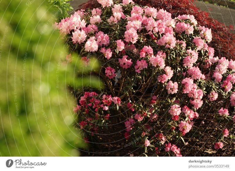 Rhododendron Strauch in einem Garten blühende Frphling rote hellrot hellrote grün hellgrün unscharf Unschärfe bokeh rosa Blüten Natur Menschenleer Frühling