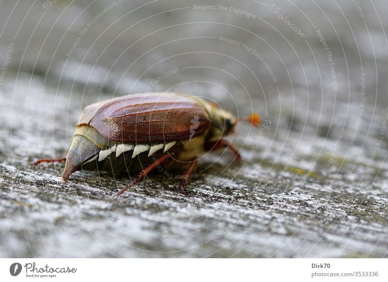 Maikäfer-Abgang Käfer krabbeln Insekt Schwache Tiefenschärfe Tier Farbfoto Natur Tag Außenaufnahme 1 Nahaufnahme Makroaufnahme Tierporträt braun