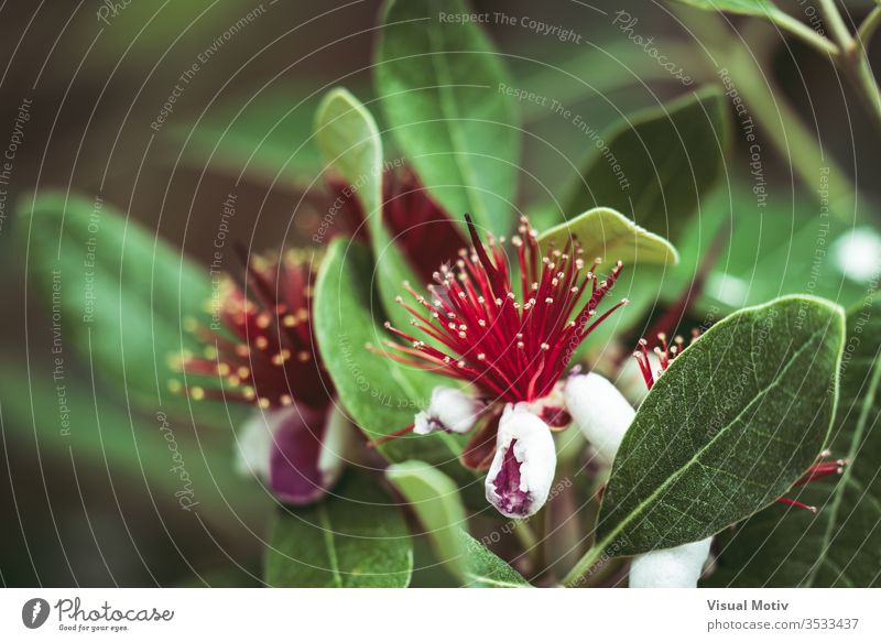 Exotische rote Blüten des Ananas-Guavenbaums, auch bekannt als Feijoa Sellowiana feijoa Blumen Blütezeit botanisch Botanik Flora geblümt Blütenblätter blumig