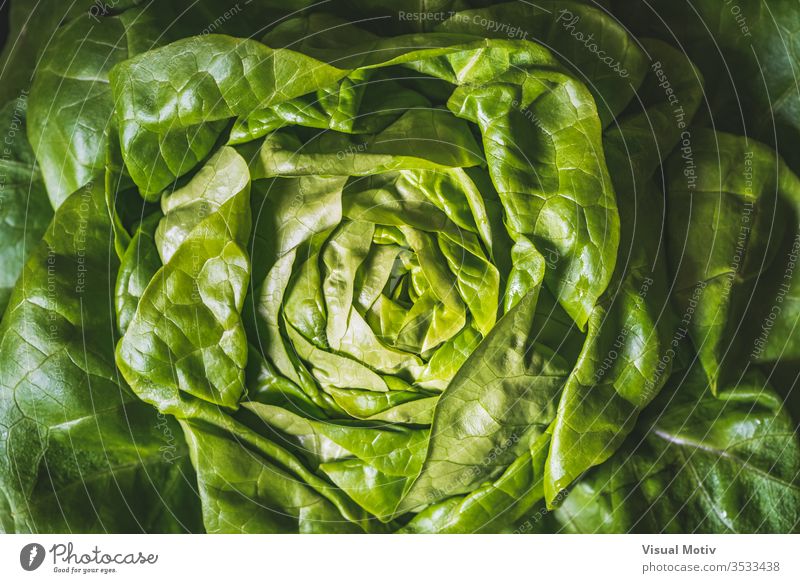 Grüne und frische Blätter eines Bio-Butterkopfsalats, auch bekannt als Buttersalat, Bostonsalat oder Bibb-Salat Ackerbau Hintergrund Bostoner Salat