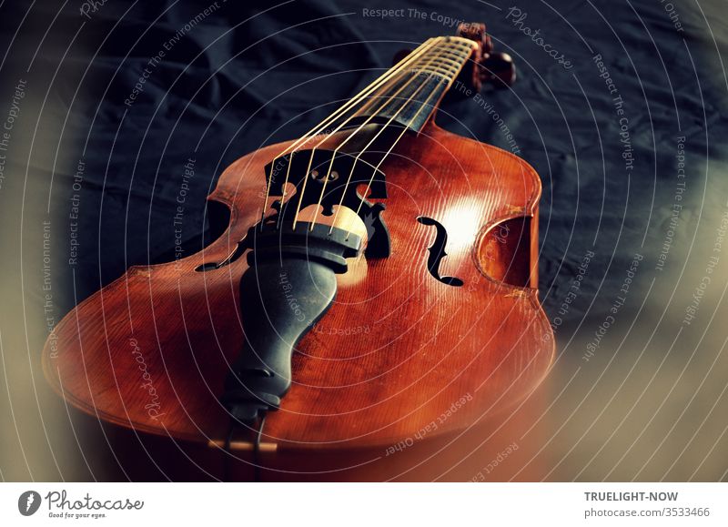 Eine Gambe oder viola da gamba mit sechs Saiten aus der Meisterwerkstatt des Geigenbauers Tilmann Muthesius liegt hier flach auf einem schwarzen Tuch von Tageslicht beleuchtet