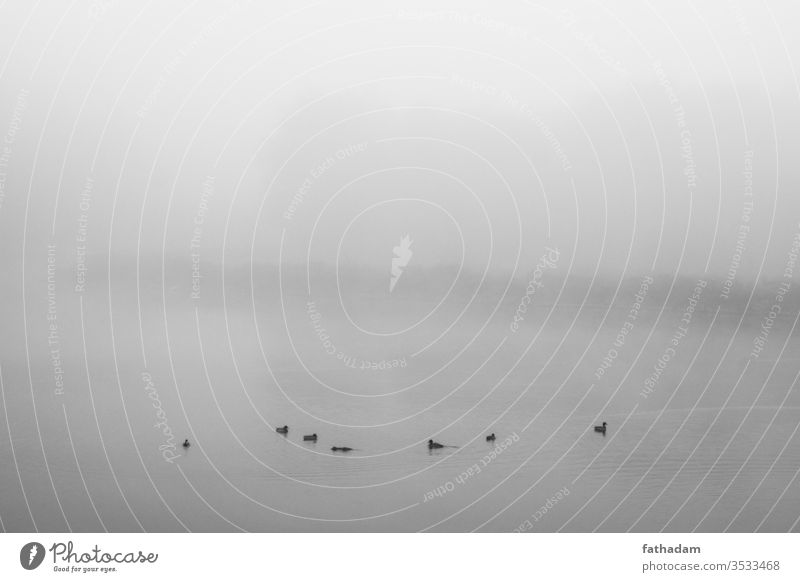 Enten schwimmen auf dem See an einem nebligen Morgen in Schwarzweiß Herbst Vögel schwarz auf weiß Windstille fallen Nebel Nebellandschaft Wald Landschaft