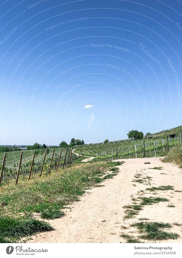 Menschenleerer Weg in den Weinbergen von Schriesheim mit einer Wolke am Himmel Wege & Pfade Wolkenhimmel Wolkenloser Himmel Weinrebe Spaziergang Sommer