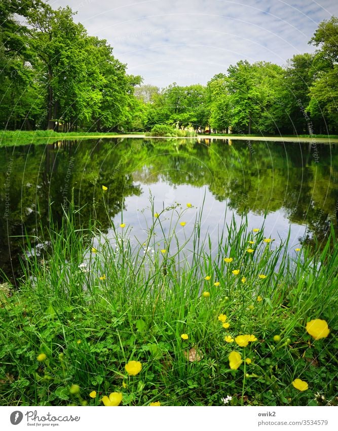 Schlosspark Irgendwo Park Idylle Butterblumen Gras Wasser See Teich Seeufer Wasseroberfläche Spiegelbild Reflexion & Spiegelung Wasserspiegelung Himmel Wolken