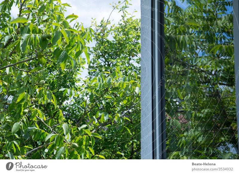 Summertime: üppiges Grün vor geöffnetem Fenster Sommer Himmel Baum Feld Außenaufnahme Busch Gebüsch Blätter Tag Umwelt grün blau Sträucher Fensterscheibe