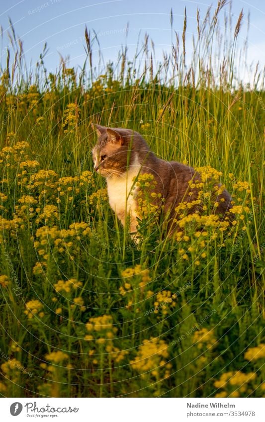 Katze in einer Blumenwiese Tier Haustier Schildpatt Hauskatze Beobachten Sitzen Entspannen Auf der lauer Wiese Grün Gelb Blüten Wildblumen Wildpflanze Hoch Gras