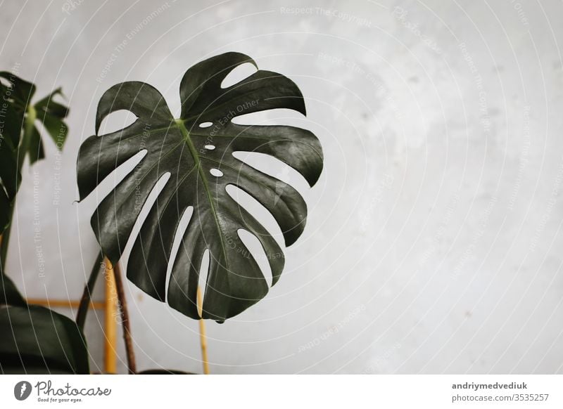Großes grünes Blatt für Blumenarrangement. Blatt einer exotischen Dschungelpflanze. schöner Hintergrund mit Blättern. selektiver Fokus. Blumenhändler