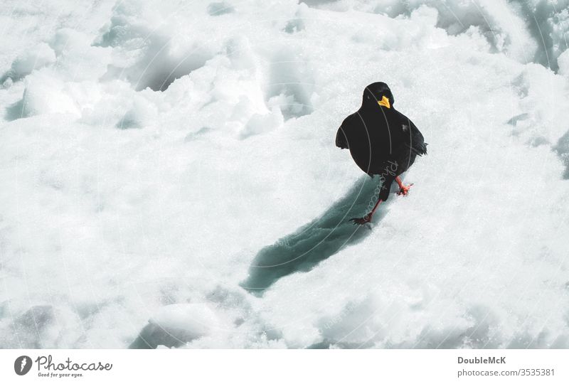 Stolze Alpendohle wandert durch Schnee Dohle Rabenvogel stolzieren stolz wie oskar Vogel Tier Außenaufnahme Farbfoto Tag 1 Tierporträt Menschenleer schwarz