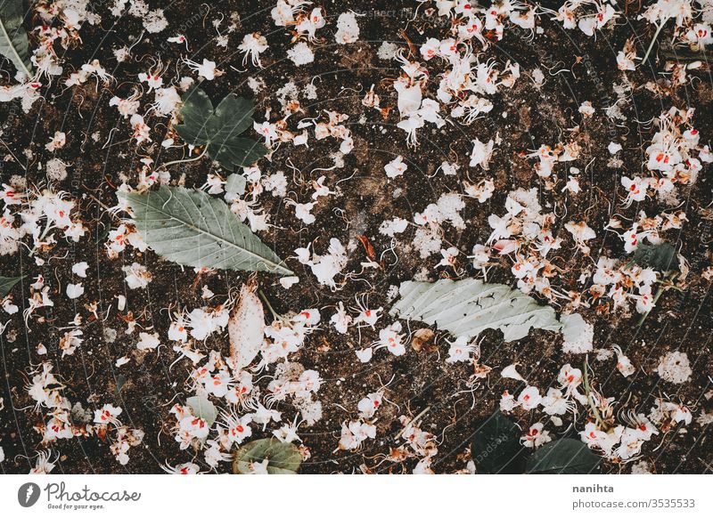 Wunderschöner Hintergrund mit weißen Baumblüten Frühling Blumen filigran zerbrechlich dunkel Blatt Blätter Tapete walldrop Natur natürlich Blütezeit Blühend
