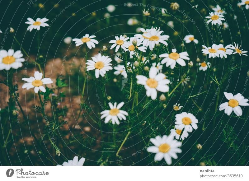 Schöner Gänseblümchen-Hintergrund im Frühling Margeriten Blumen abstratc schön grün saisonbedingt frisch Blütezeit blühend lieblich wenig Bokeh wild frei