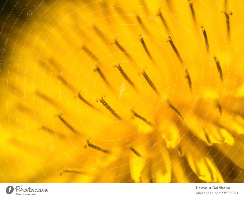 Detailreiche Nahaufnahme einer gelb blühenden Blüte des Löwenzahns (Taraxacum). Der Fokus liegt auf den aufrecht stehenden Staubblättern. Butterblume Maiblume