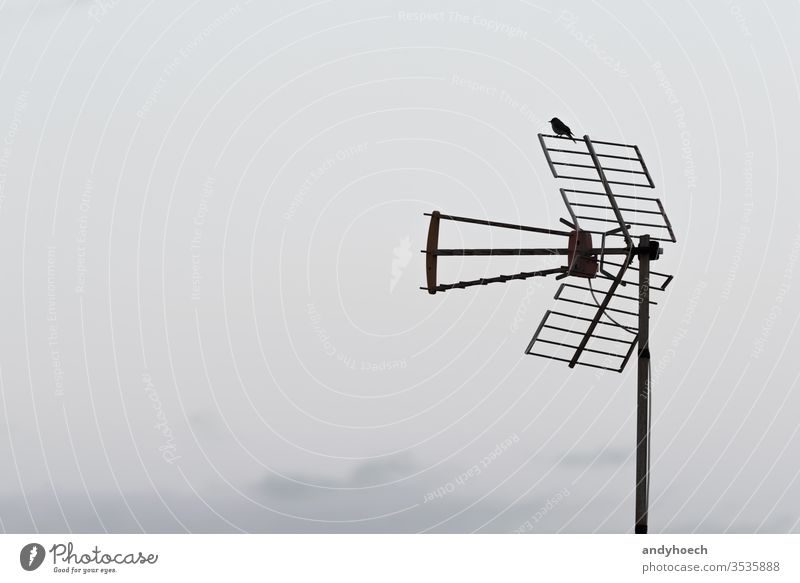 Ein Vogel sitzt auf der analogen Antenne schlechte Nachrichten Brechen Ausstrahlung Rundfunksendung Talkrunde Kommunizieren Mitteilung verbinden verbindend