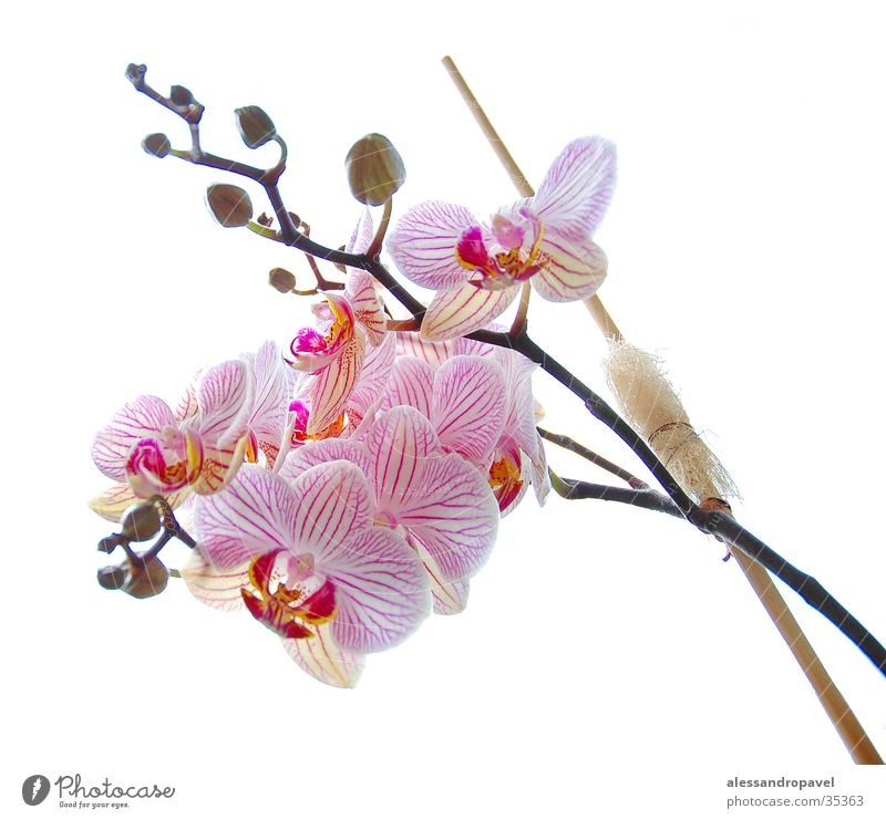 Blume rosa Orchidee manuelle Aufhahme