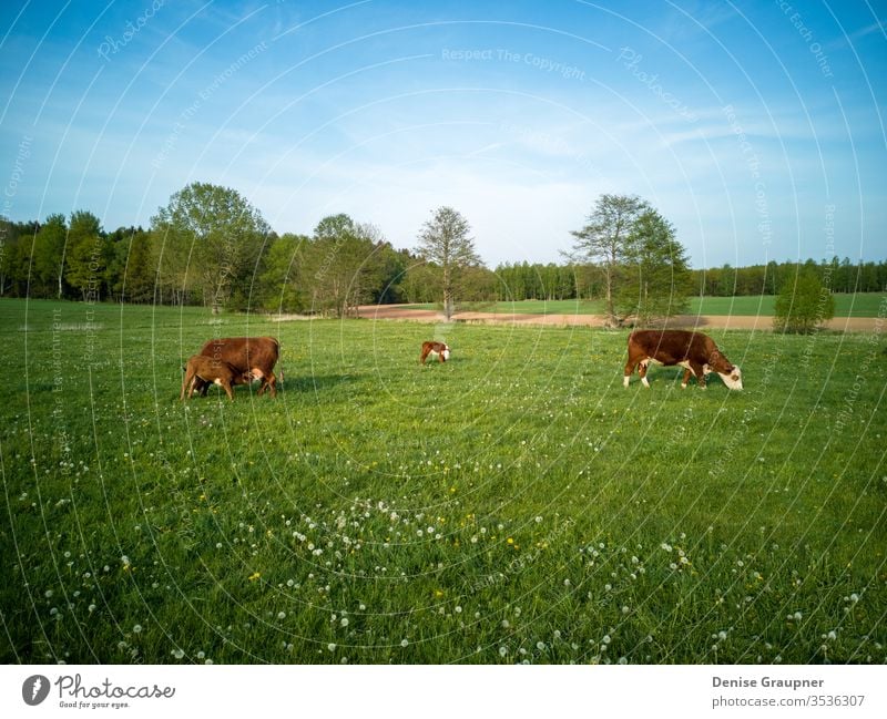 Milchkühe mit Kälbern in Deutschland Wade Viehbestand Molkerei Ackerbau Weide Kuh Bauernhof bovin Tier Rind Landwirtschaft Feld Gras grün ländlich Ackerland
