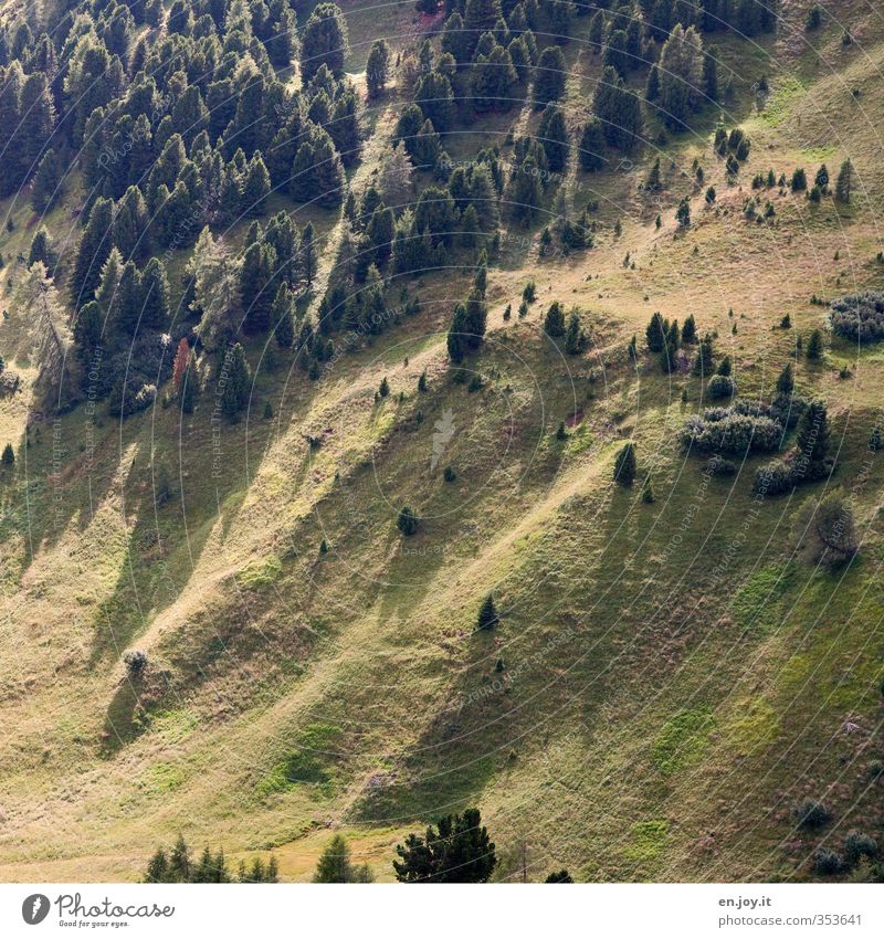 Tannengrün Sommer Berge u. Gebirge Umwelt Natur Landschaft Pflanze Baum Gras Wiese Wald Hügel Alm Weide Bergwiese Waldlichtung Dolomiten Umweltschutz Farbfoto