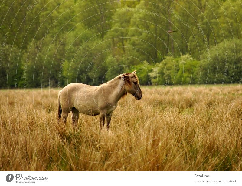 Ein Konik Wildpferd steht im hohen Gras im Naturschutzgebiet Ilkerbruch Pferd Tier Außenaufnahme 1 Farbfoto Tag Menschenleer Nutztier braun Umwelt Wiese