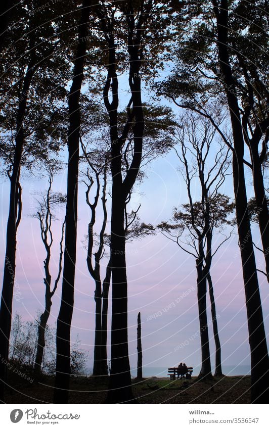 Bankverbindung Paar ausruhen Erholung Bäume Nienhagen Zweisamkeit 2 Menschen Urlaub Meer Ostsee Abend Entspannung Küste Gespensterwald Natur Außenaufnahme