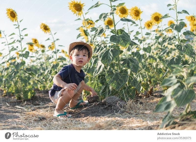 Glücklicher kleiner Junge auf der grünen Wiese heiter Sonnenblume Feld aufgeregt Natur sorgenfrei Hut Kind Freude Kindheit froh positiv Landschaft Freiheit