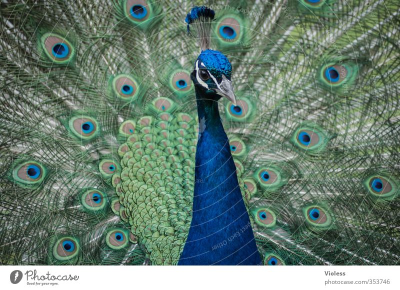 V Tiergesicht Zoo Pfau Pfauenfeder Fasanenartiger Brunft ästhetisch Kitsch blau Frühlingsgefühle Liebe Federkrone irisierenden Augen Farbfoto Tierporträt