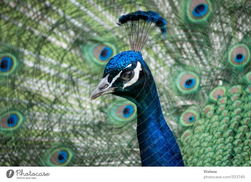 ...ich mach blau Vogel Brunft ästhetisch exotisch Pfau Feder Pfauenfeder Pfauenauge Pfauenhahn Kopfschmuck Farbfoto Tierporträt