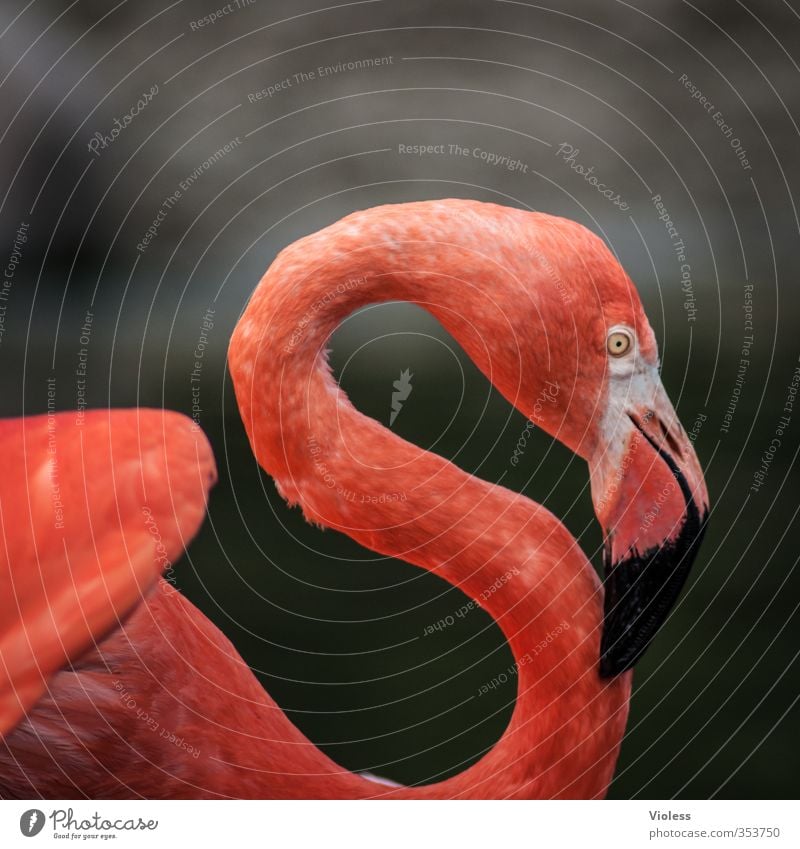 rotes "S" Tier Vogel Flamingo Tiergesicht Zoo ästhetisch elegant Kitsch Farbfoto Außenaufnahme Textfreiraum oben