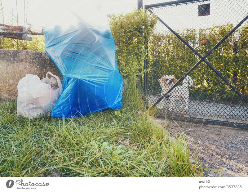 Zerberus Hund Tor Gitter Zaun Tür draußen ausgesperrt unzufrieden bellen kläffen erregt neugierig Eingang Pforte Gras Garten Müllbeutel Mülltüten Abfall warten