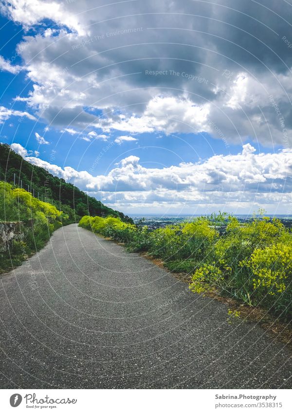 Weg in den Weinbergen bei wolkigem Himmel in Schriesheim Wolken Raps Wege & Pfade Weinbau Asphalt Außenaufnahme Farbfoto Menschenleer Landschaft Tag