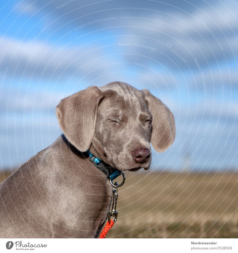 Müde weimaraner welpe hund ein lizenzfreies Stock Foto von Photocase