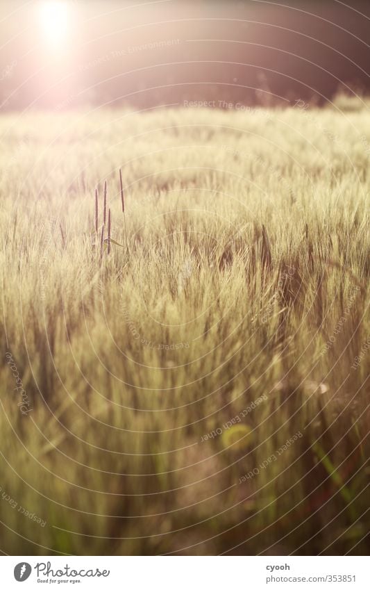 Sommerwärme Natur Landschaft Herbst Schönes Wetter Wärme Dürre Pflanze Nutzpflanze Feld berühren leuchten dehydrieren frei heiß hell trocken weich braun gelb