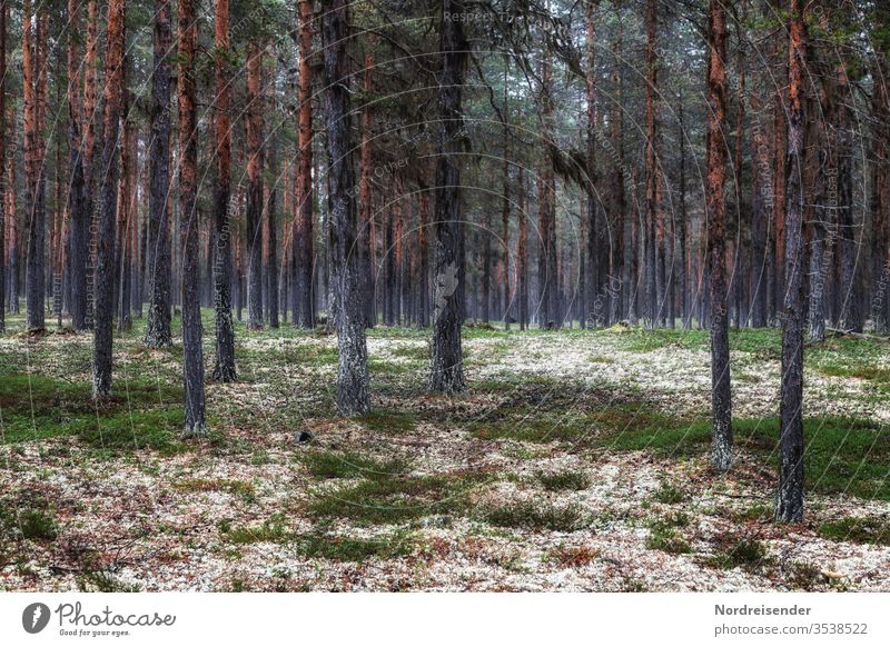 Schwedische Wälder Menschenleer Außenaufnahme Schweden Skandinavien Farbfoto Waldboden Baum Landschaft Pflanze Sommer Natur Forstwirtschaft Landwirtschaft Moos