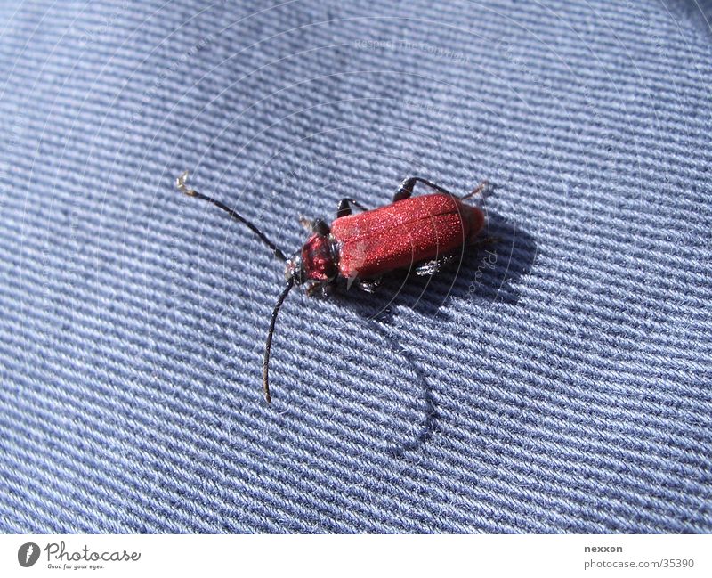 red bug rot Makroaufnahme Insekt Käfer Schiffsbug blau schillernder Käfer Nahaufnahme beetle