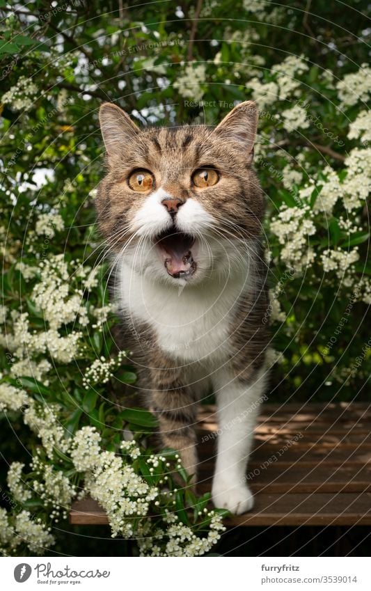 hungrige Katze mit offenem Maul, die auf einem Holztisch im Garten steht und auf Leckereien wartet Haustiere Ein Tier im Freien grün Natur Botanik Pflanzen