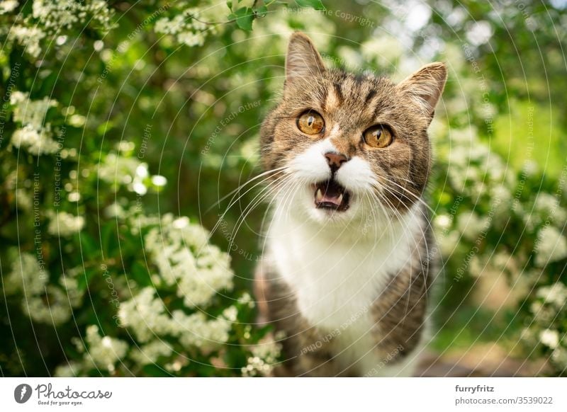 weiß getigerte Britisch Kurzhaarkatze miaut in der Natur Katze Haustiere Ein Tier im Freien grün Botanik Pflanzen Blütezeit Blütenpflanze Buchse Rassekatze
