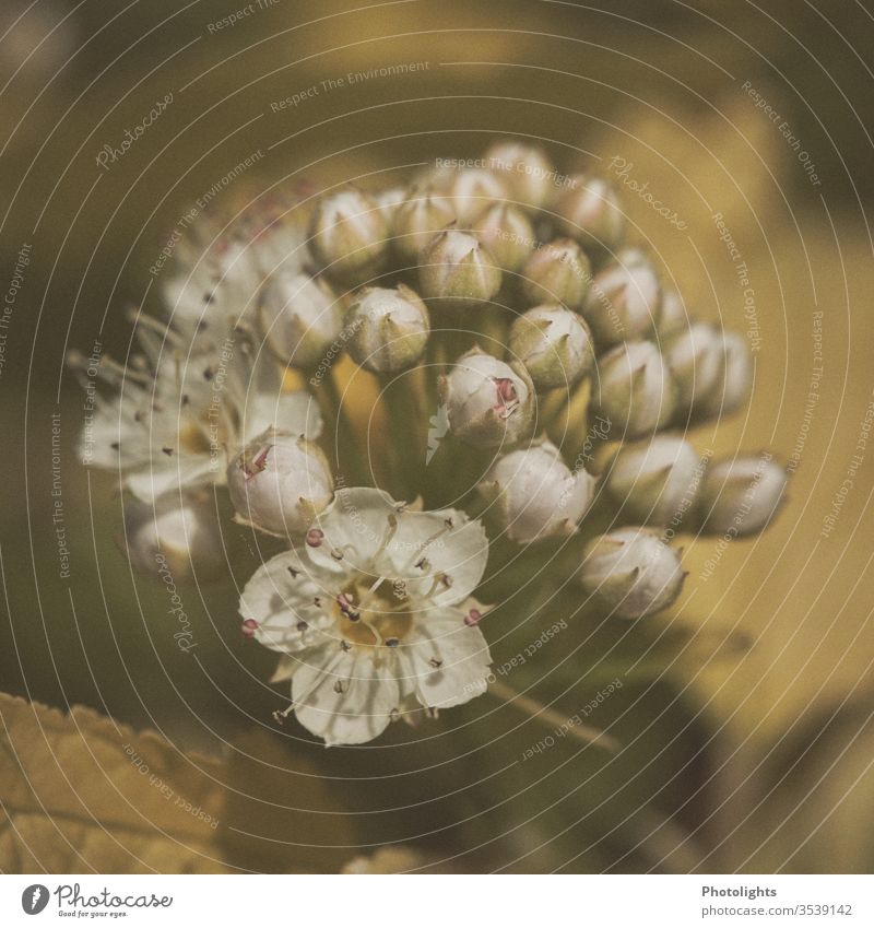 Blumenmakro Pollen zart Stempel Blütenkelch Nostalgie Blütenpflanze Makroaufnahme Duft weiß Garten Unschärfe schön Blütenblatt Frühling Schwache Tiefenschärfe