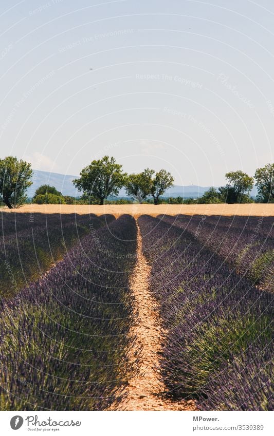 lavendelfeld frankreich blume provance violett Provence Menschenleer Außenaufnahme Frankreich Lavendel Landschaft Lavendelernte Lavendelfeld Zentralperspektive