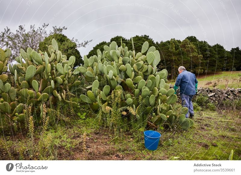 Mann schält süßen Birnenkaktus Kaktus stachelig tropisch rot sich[Akk] schälen Arbeiter Schonung Dessert Pflanze grün Ernährung Botanik Natur Frucht reif