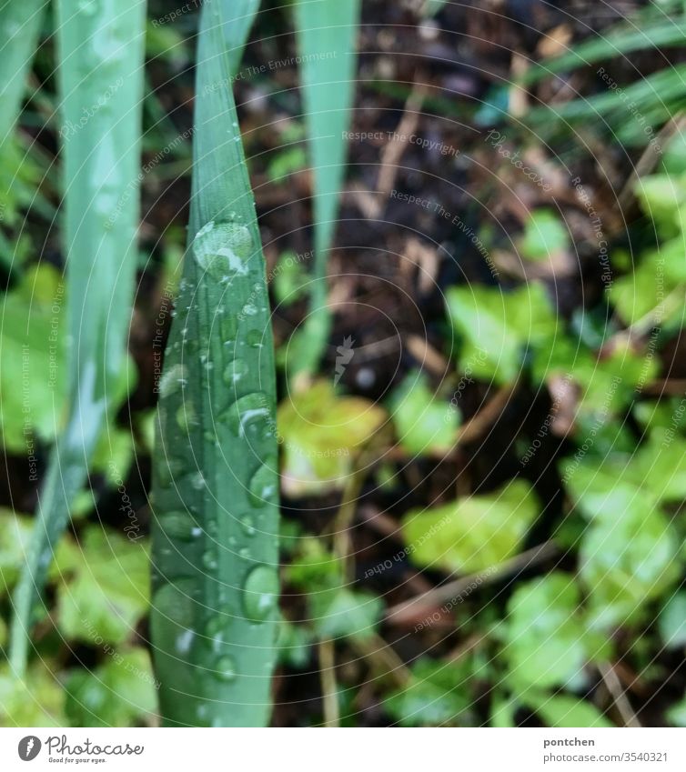 Regenwetter. Natur.  Wassertropfen vom Regen auf einem länglichen grünen Blatt Regentropfen blatt pflanze nass regen wassertropfen natur Pflanzen erde garten