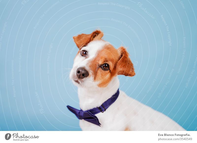 Porträt eines niedlichen Jack-Russell-Hundes mit Fliege auf blauem Hintergrund. Buntes, Frühlings- oder Sommerkonzept jack russell Haustier schön klein tragend