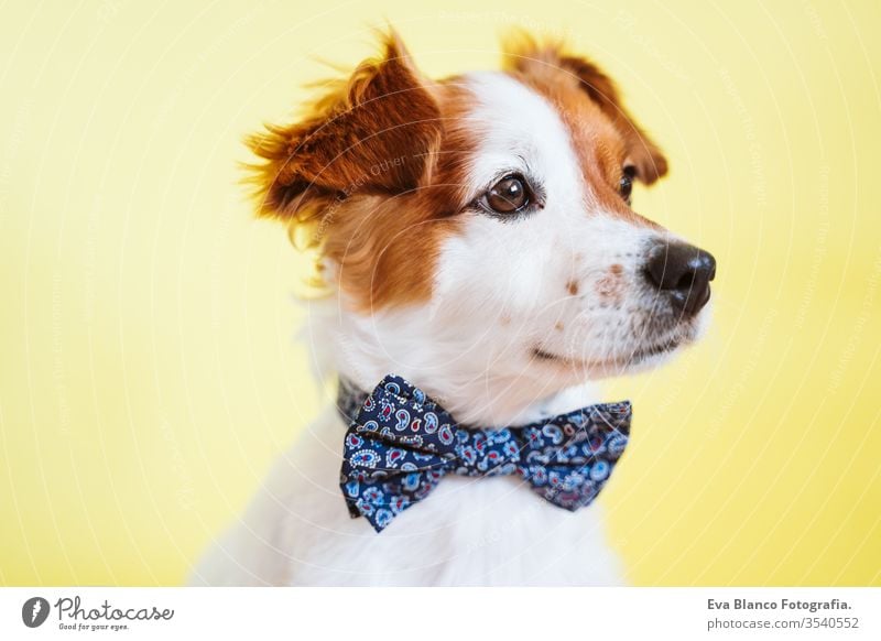 Porträt eines niedlichen Jack-Russell-Hundes mit Fliege auf gelbem Hintergrund. Buntes, Frühlings- oder Sommerkonzept jack russell Haustier gelber Hintergrund